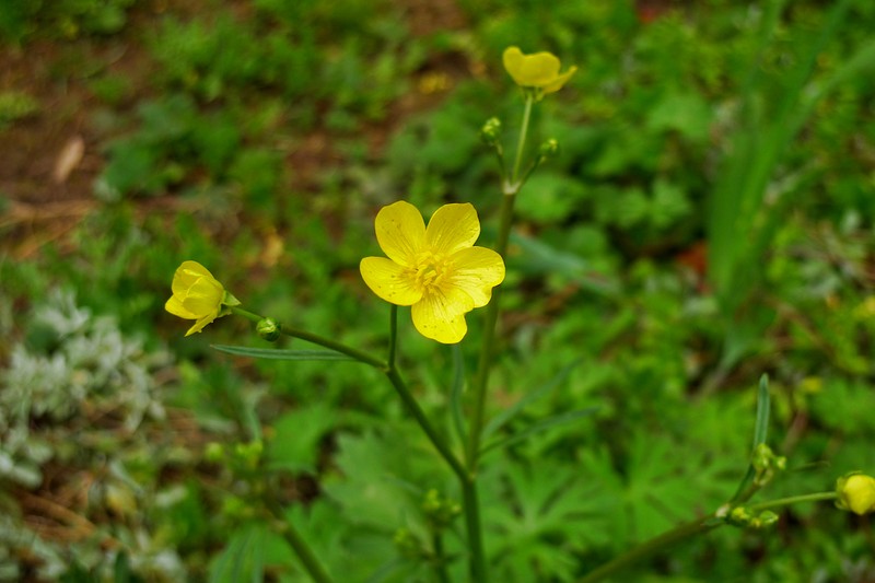 California Buttercup photo 3