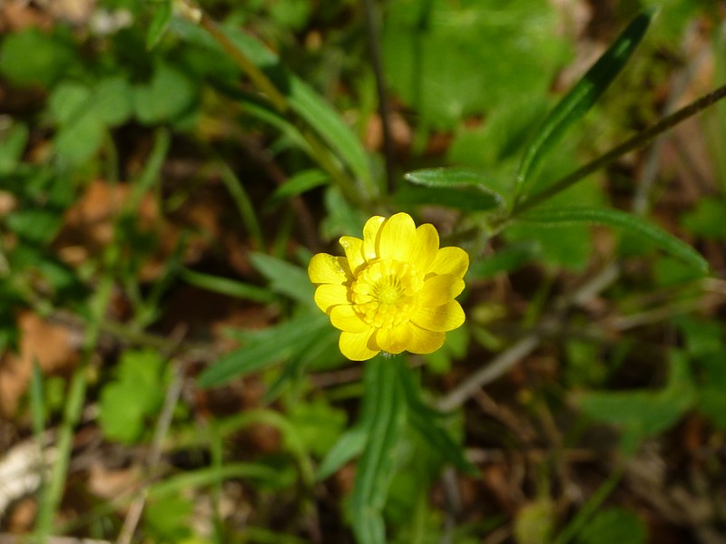California Buttercup photo 4