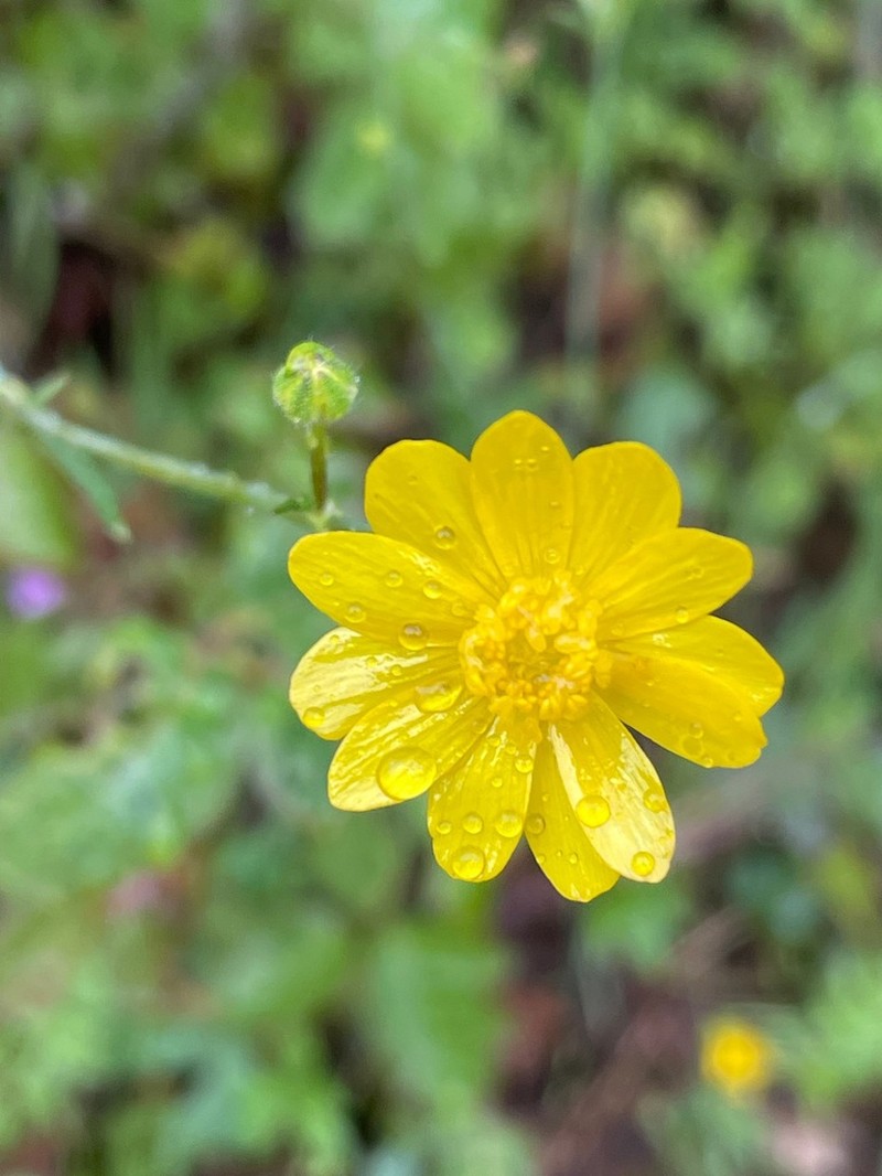 California Buttercup photo 3