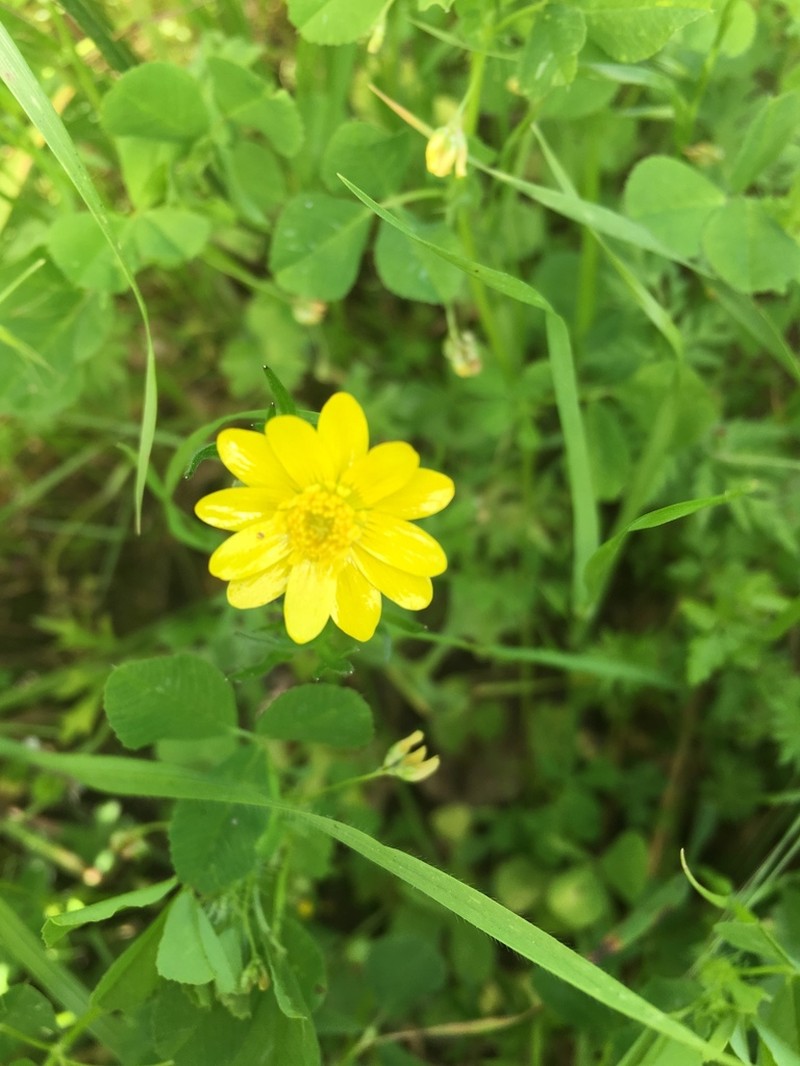 California Buttercup photo 4