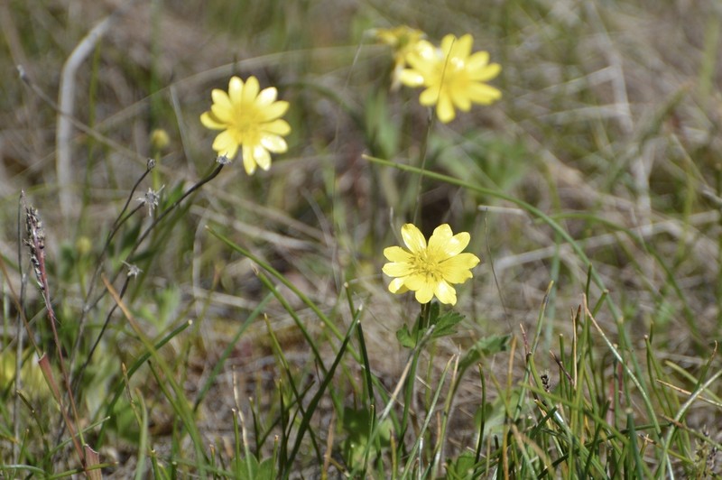 California Buttercup photo 5