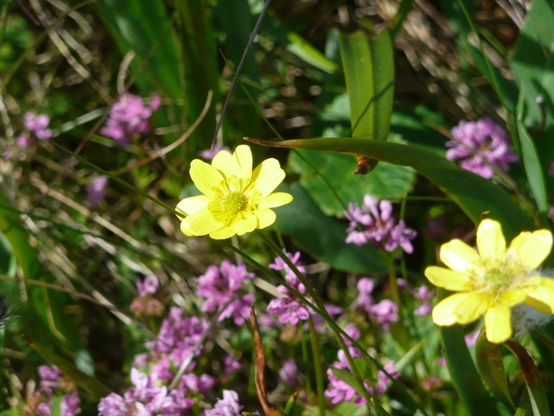 California Buttercup photo 6