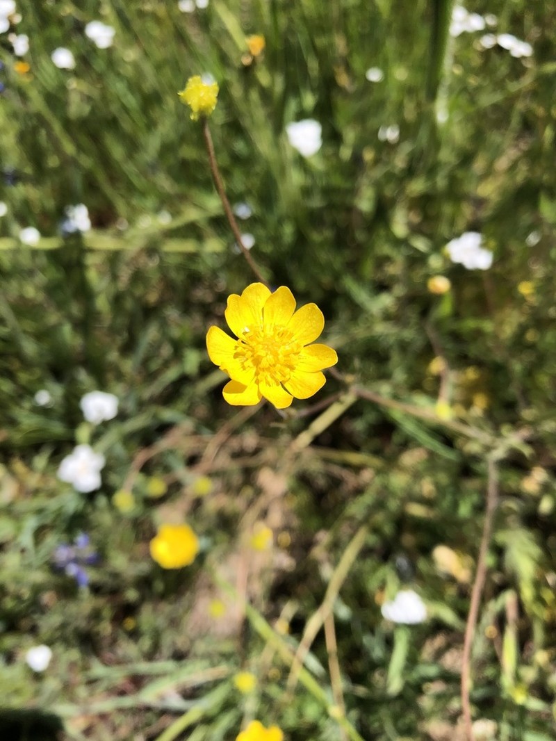 California Buttercup photo 7