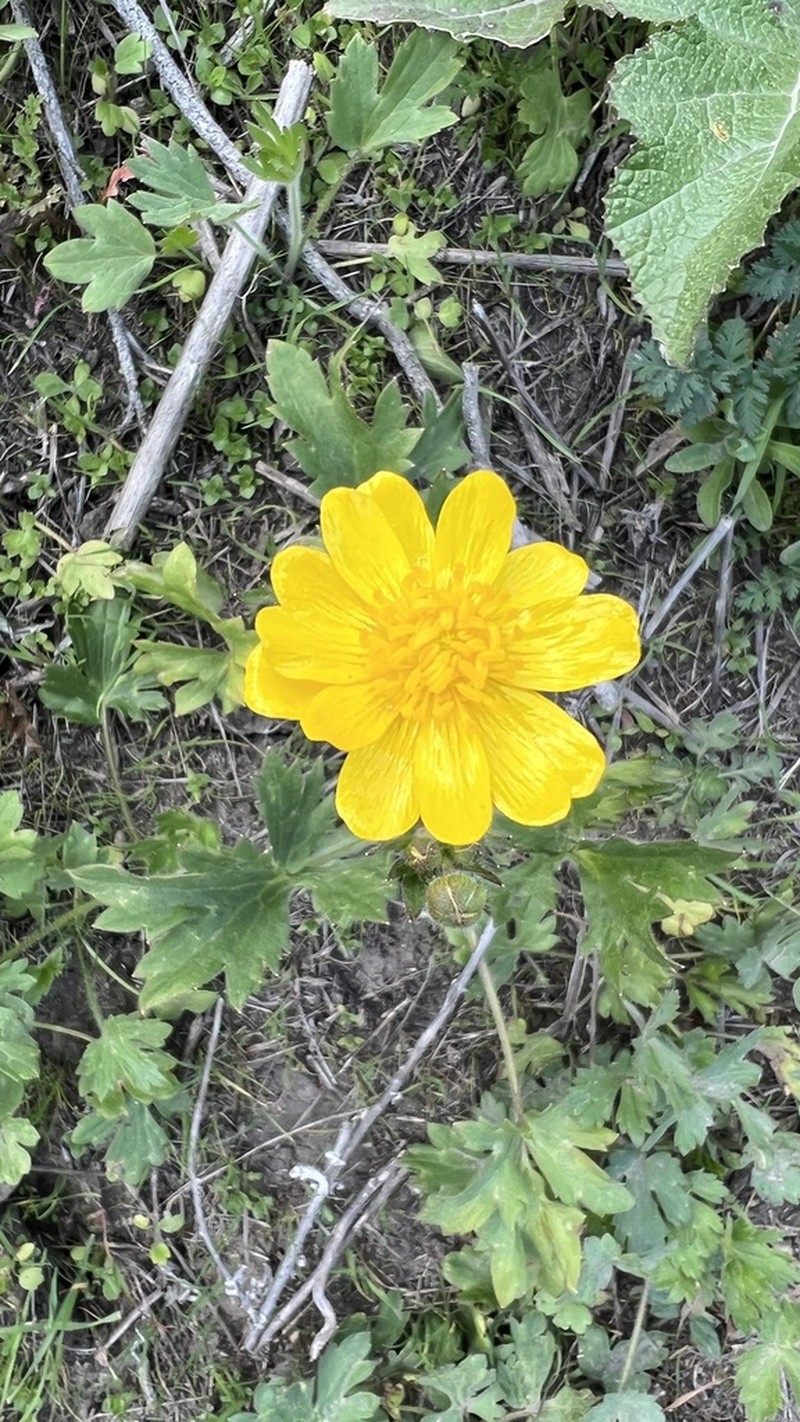 California Buttercup photo 8