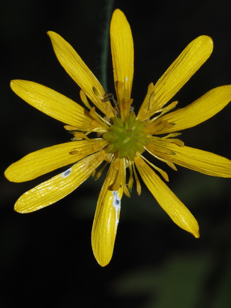 California Buttercup photo 9