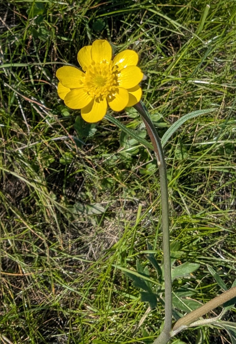 Ranunculus californicus var. californicus