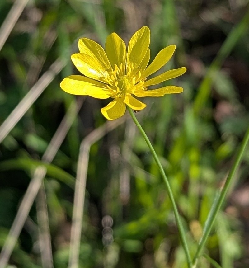 Ranunculus californicus var. californicus photo 2