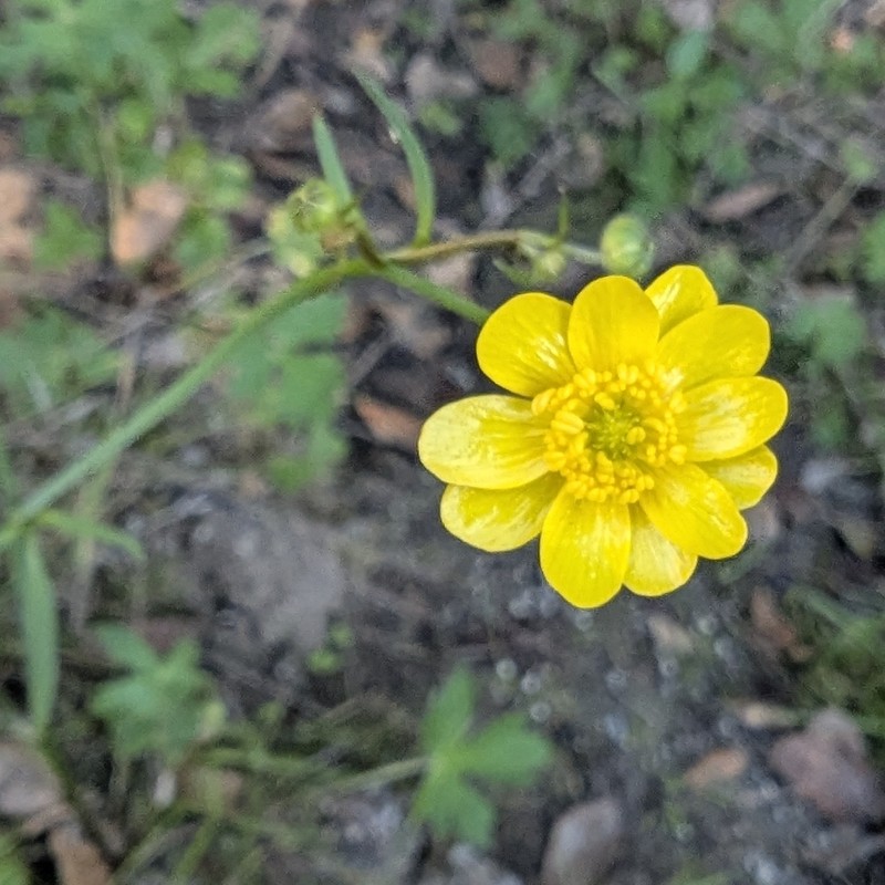 Ranunculus californicus var. californicus photo 3