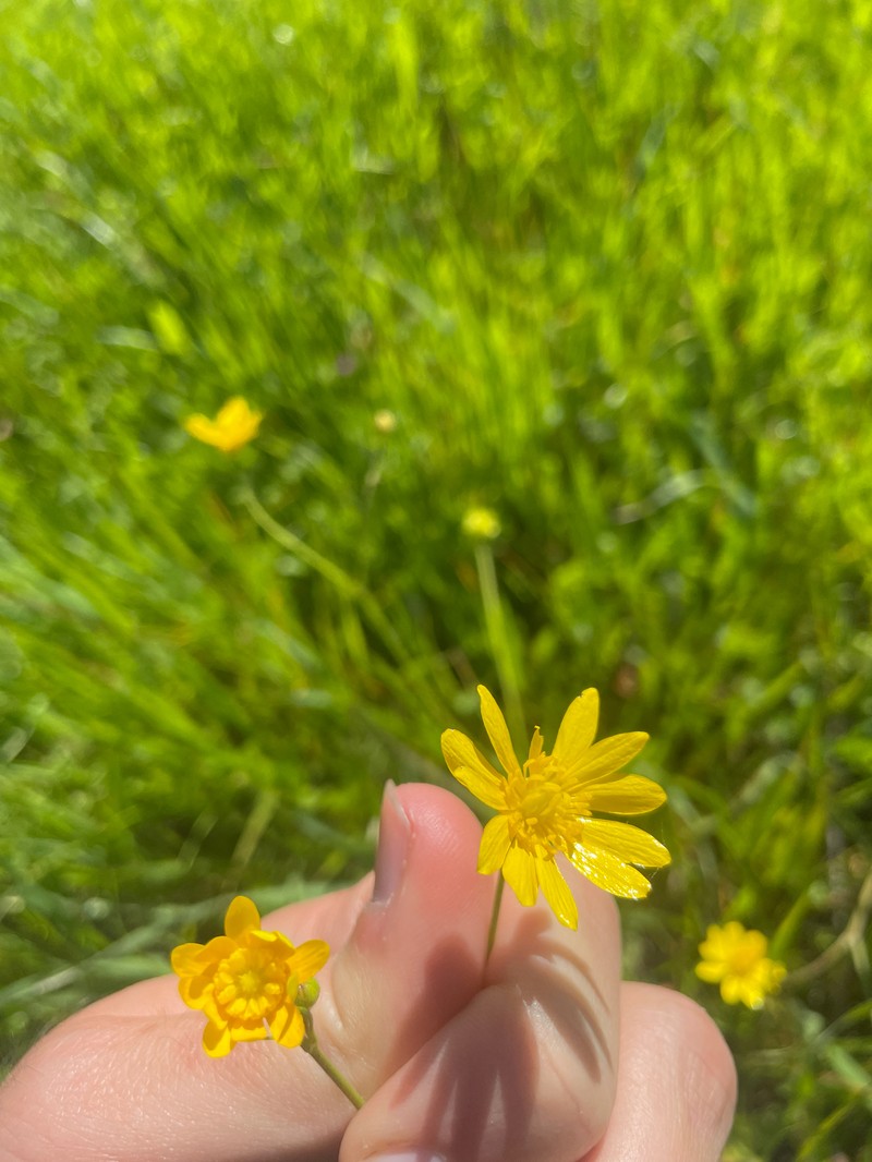 Ranunculus californicus var. californicus photo 4