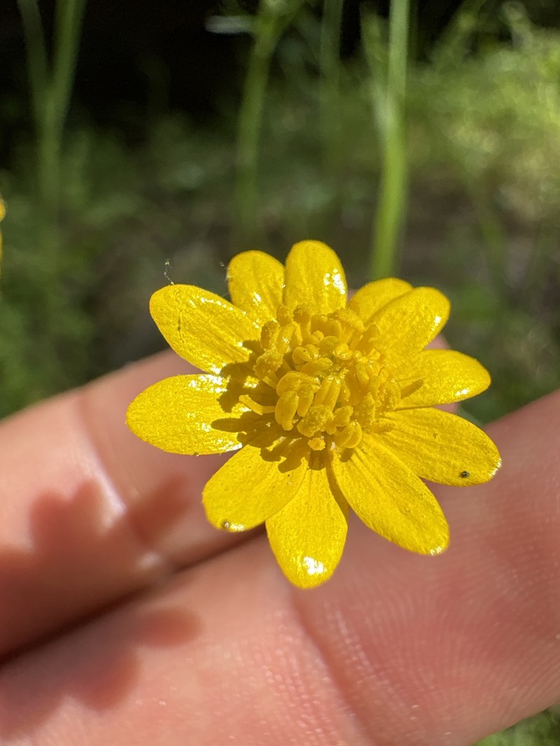 Ranunculus californicus var. californicus photo 6
