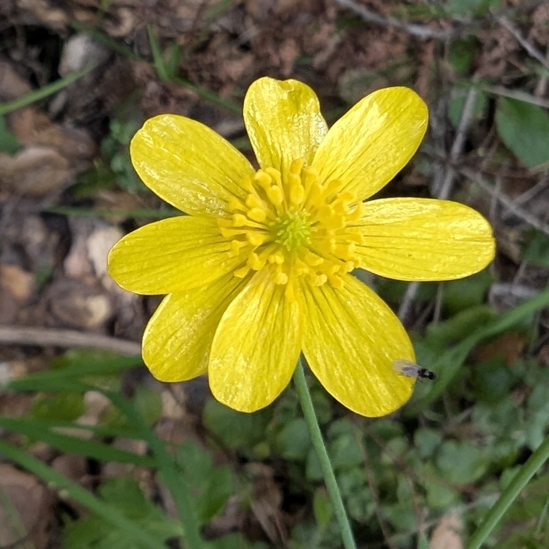 Ranunculus californicus var. californicus photo 8