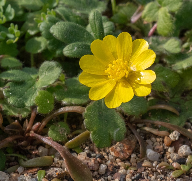 Ranunculus californicus var. cuneatus