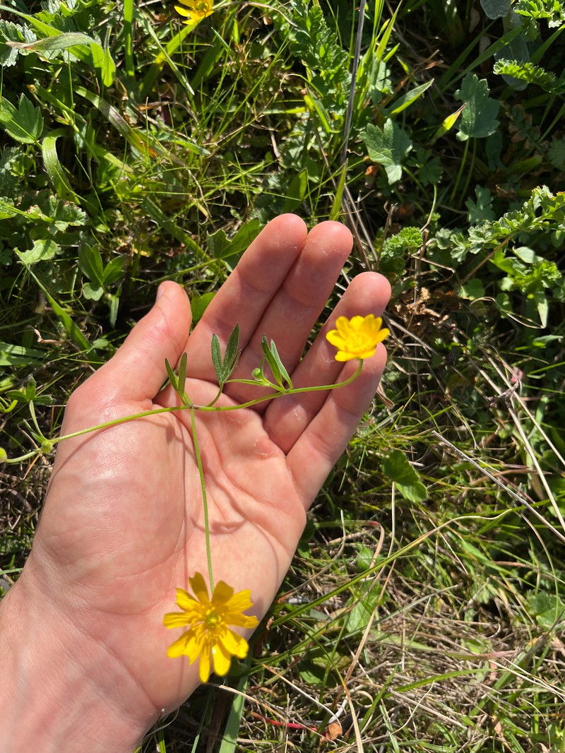 Ranunculus californicus var. cuneatus photo 2