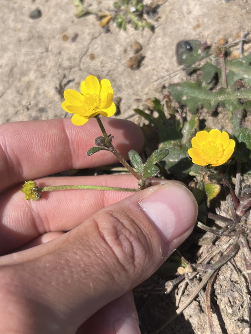 Ranunculus californicus var. cuneatus photo 4