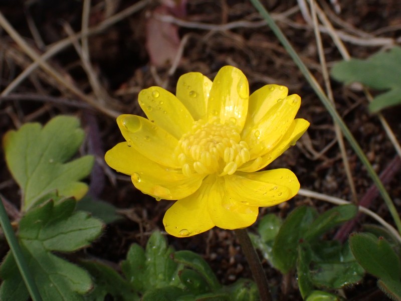 Ranunculus californicus var. cuneatus photo 5