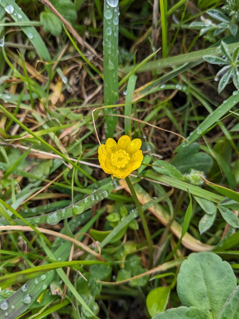 Ranunculus californicus var. cuneatus photo 6