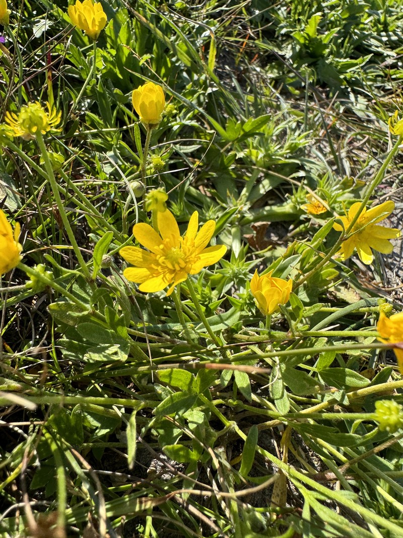 Ranunculus californicus var. cuneatus photo 8