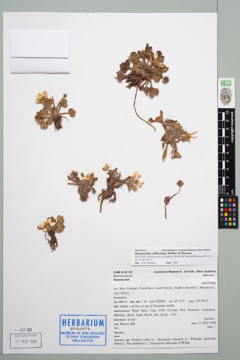 Ranunculus callianthus
