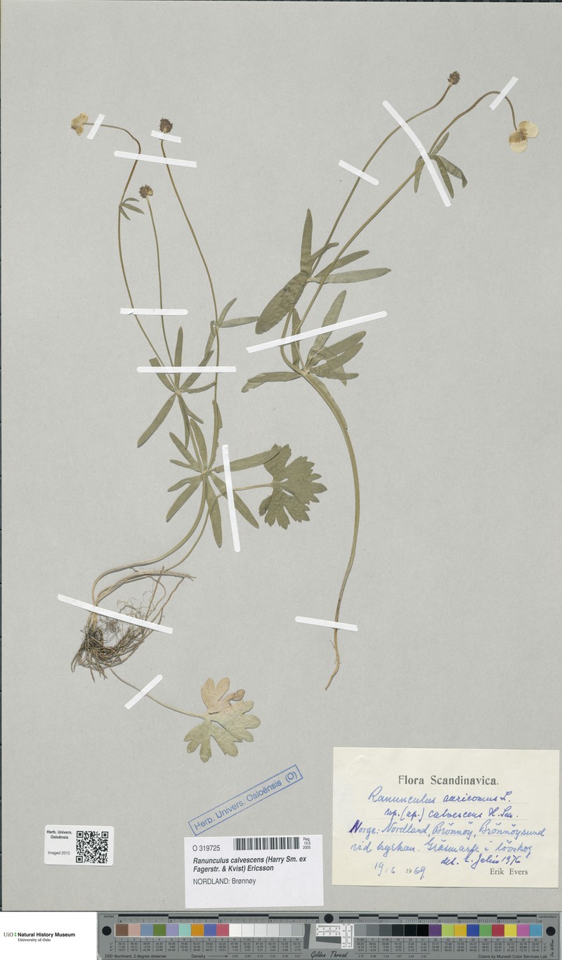 Ranunculus calvescens