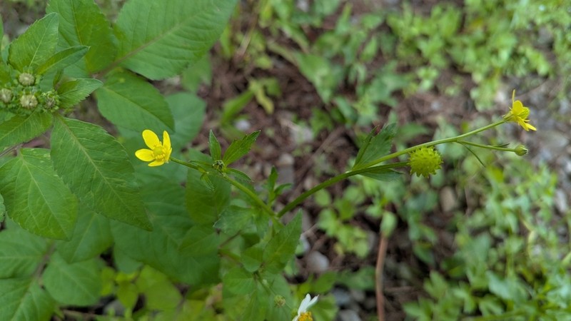 Ranunculus cantoniensis