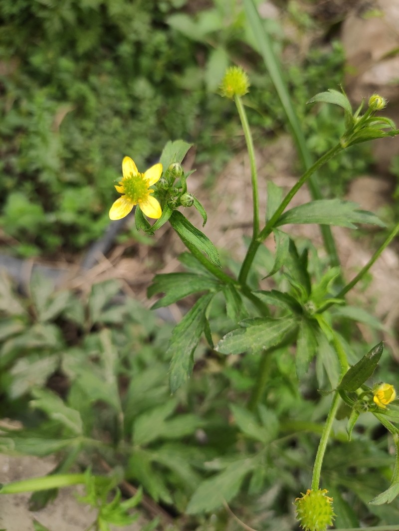 Ranunculus cantoniensis photo 2