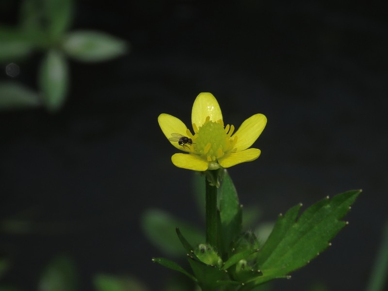 Ranunculus cantoniensis photo 3