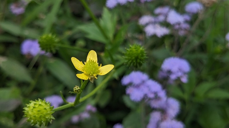 Ranunculus cantoniensis photo 4
