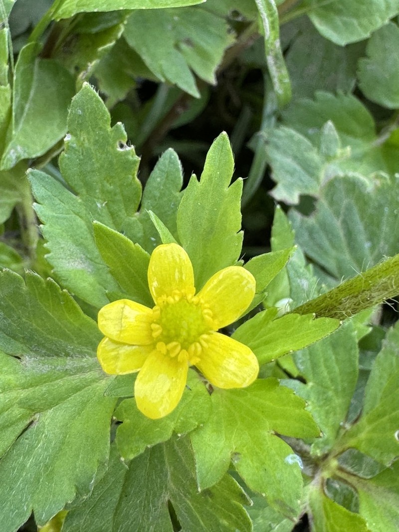 Ranunculus cantoniensis photo 5