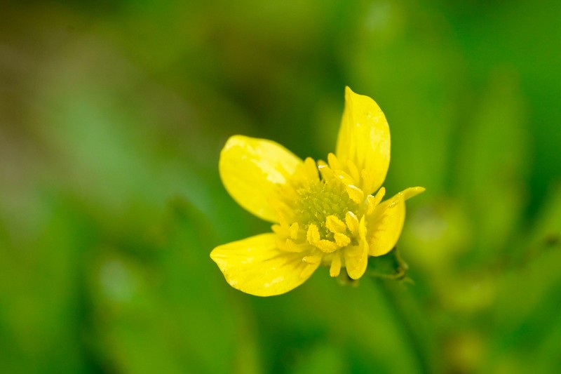 Ranunculus cantoniensis photo 6