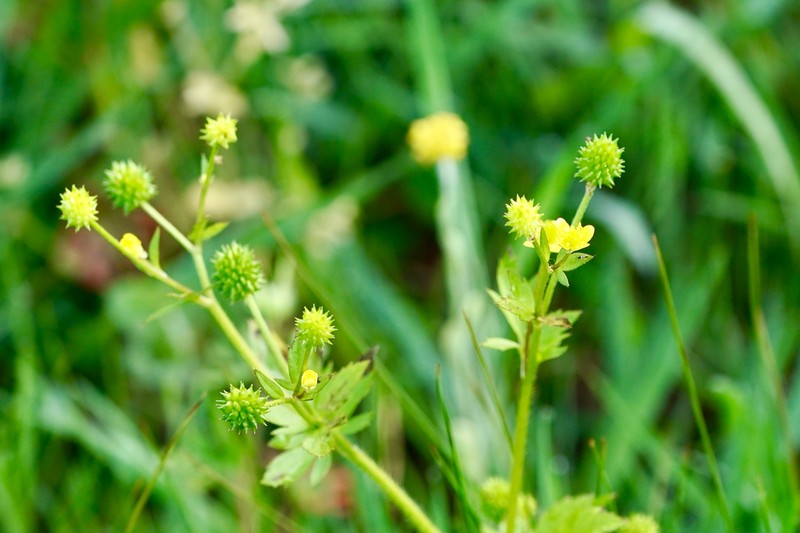 Ranunculus cantoniensis photo 8