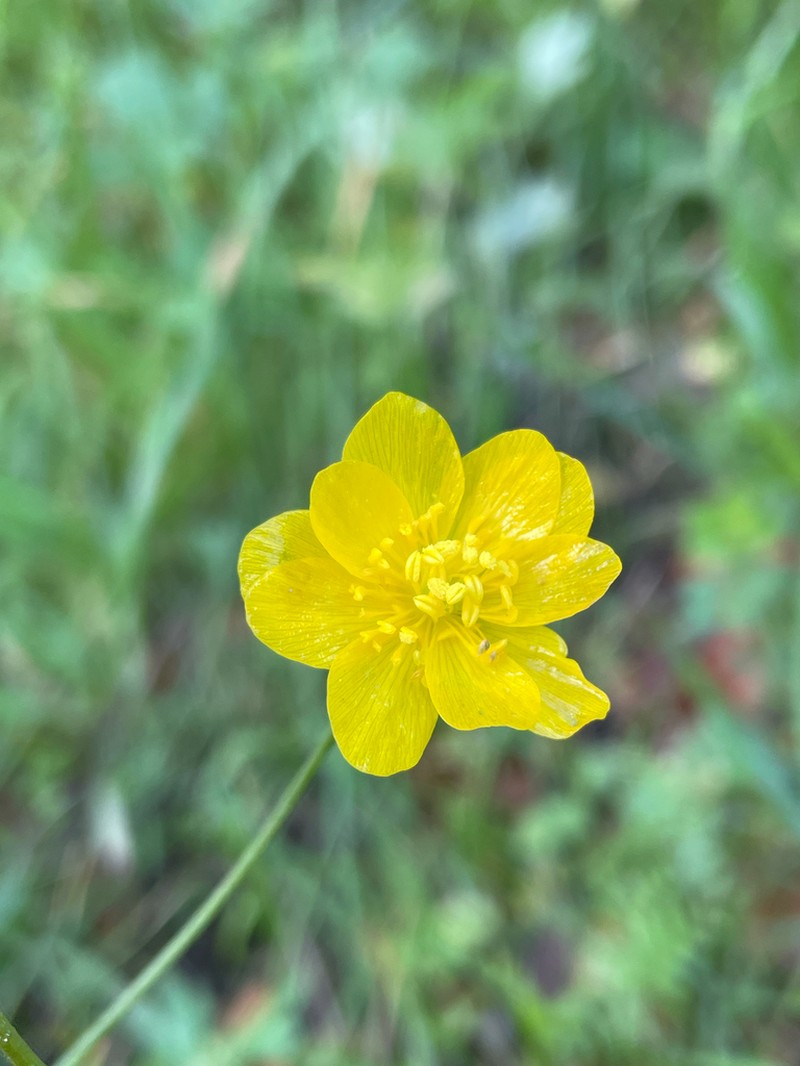 Sacramento Valley Buttercup