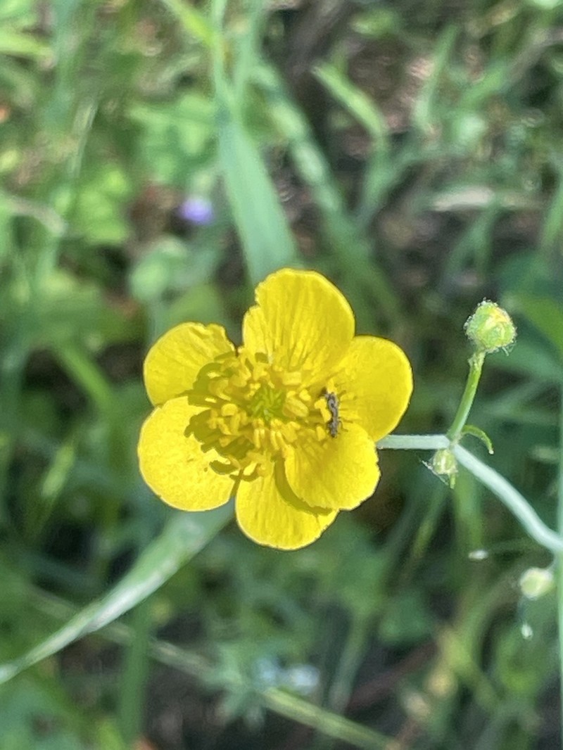 Sacramento Valley Buttercup photo 2