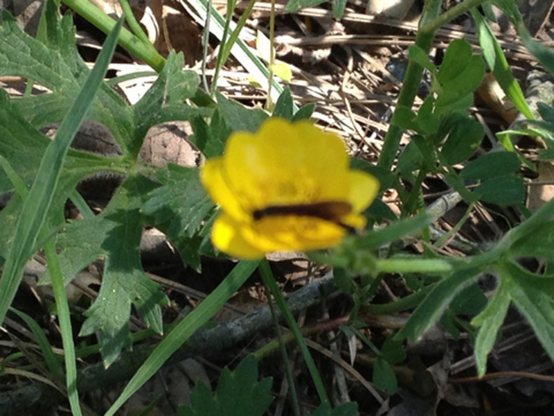 Sacramento Valley Buttercup photo 3