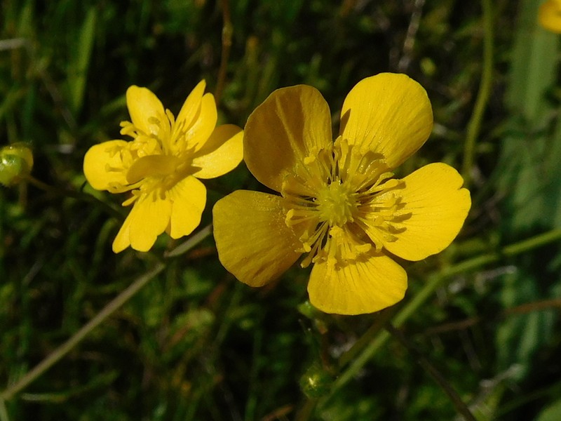 Sacramento Valley Buttercup photo 4