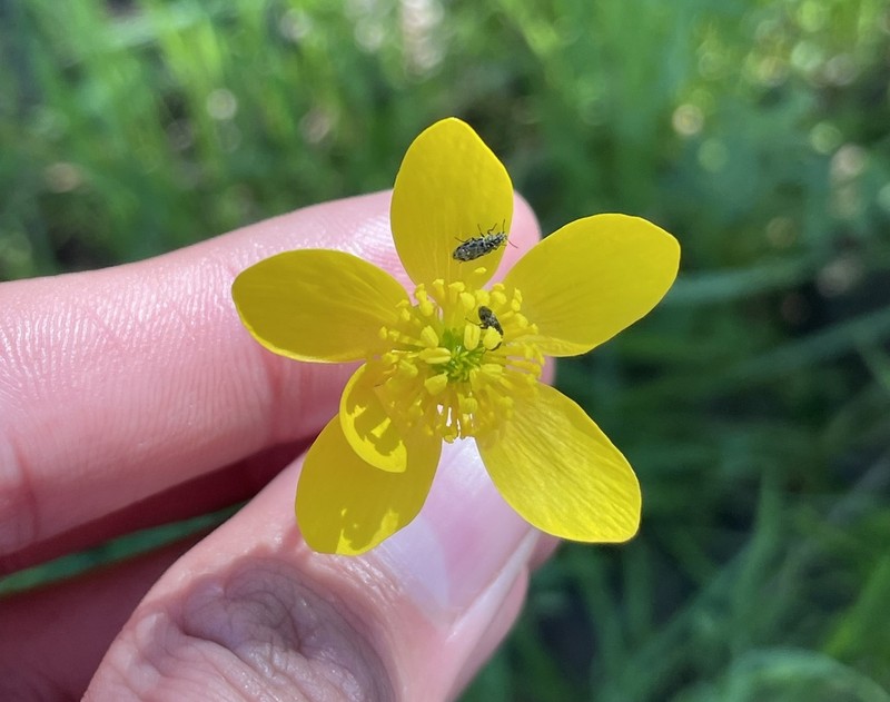 Sacramento Valley Buttercup photo 5
