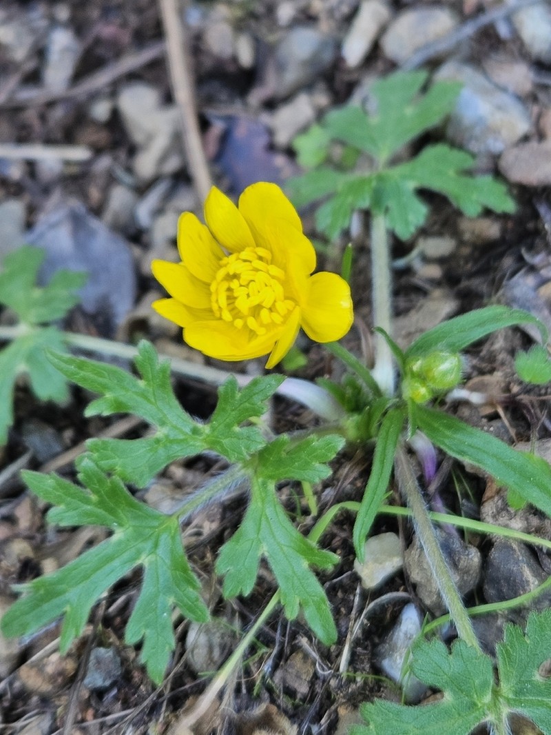 Sacramento Valley Buttercup photo 6