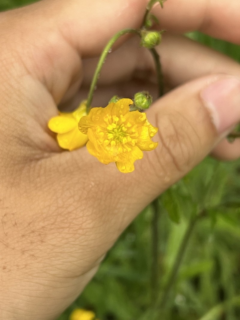 Sacramento Valley Buttercup photo 7