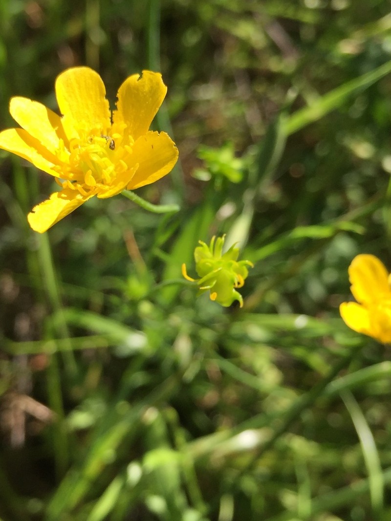 Sacramento Valley Buttercup photo 8