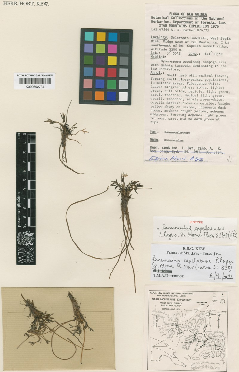 Ranunculus capellaensis