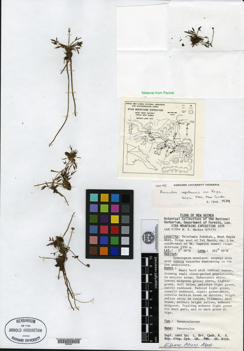 Ranunculus capellaensis photo 2