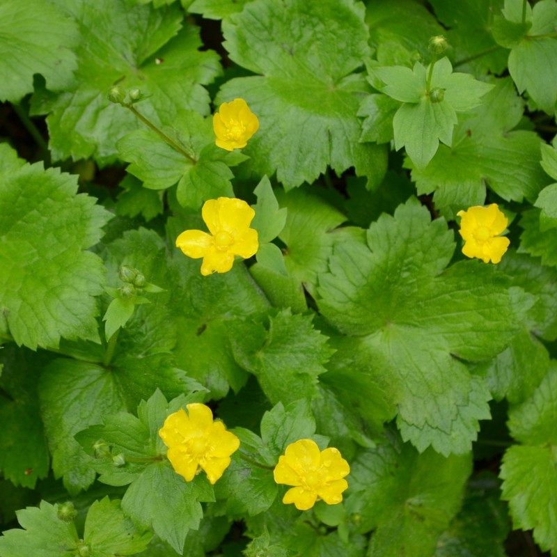 Ranunculus cappadocicus