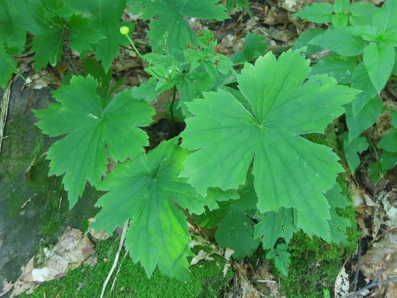 Ranunculus cappadocicus photo 2