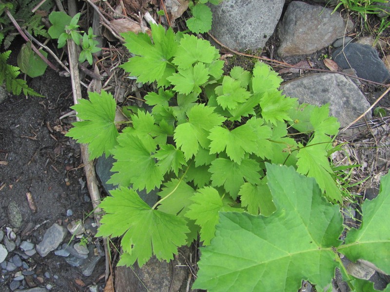 Ranunculus cappadocicus photo 3