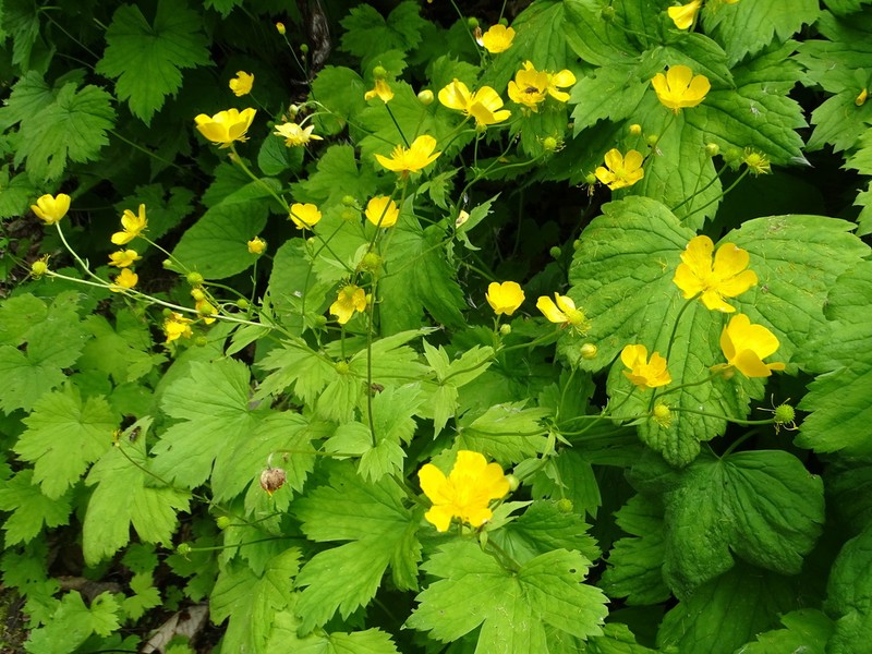 Ranunculus cappadocicus photo 4