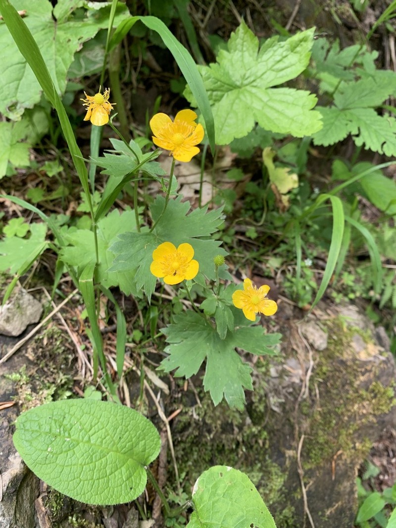 Ranunculus cappadocicus photo 5