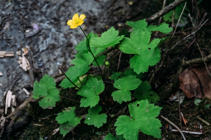 Ranunculus cappadocicus photo 6