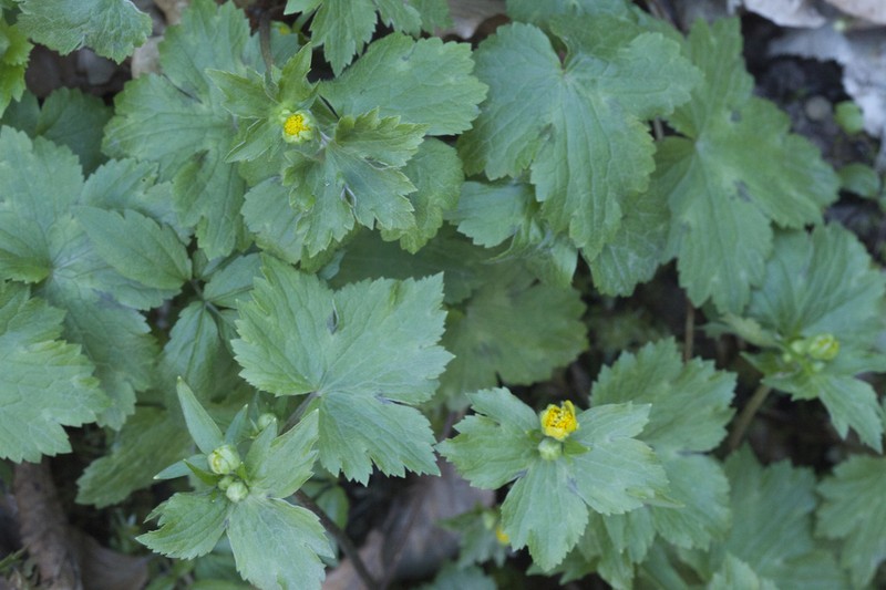 Ranunculus cappadocicus photo 8