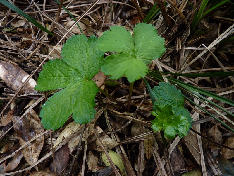 Ranunculus caprarum photo 2