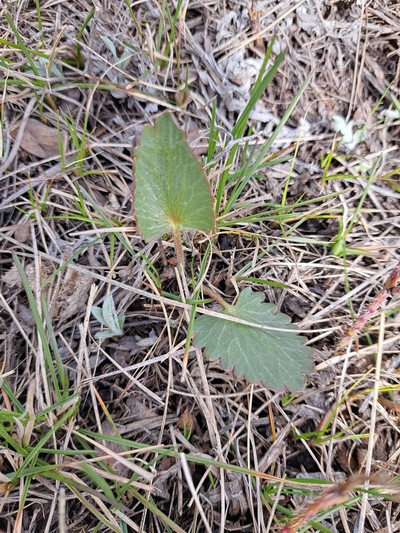 Heartleaf Buttercup photo 3