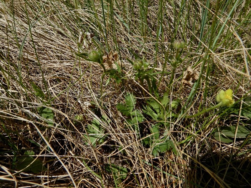 Heartleaf Buttercup photo 6